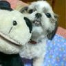 みるきぃ@(Uﾉｼ `ᾥ´)ﾉｼ's profile picture
