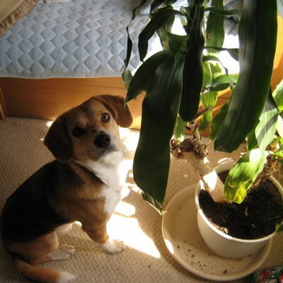 jufujimaru's profile picture