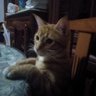 el canijo pio profil fotoğrafı
