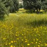adakarası's profile picture