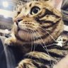 ksgebabv profil fotoğrafı