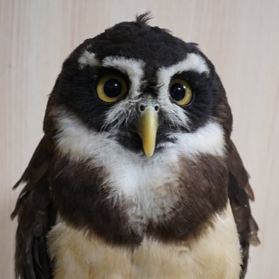 Fukuya0706's profile picture