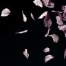 健一's profile picture
