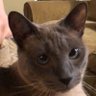 anadromous jones profil fotoğrafı