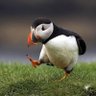 Profilbild von Puffin on tw1tter