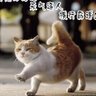 Profilbild von 我是御猫