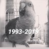 Ana-Vane🐦's profile picture