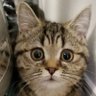 ミトン profil fotoğrafı