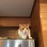 たーぼーにーにー(りーほー推し・みすずの重い思いもちょっと好き)'s profile picture