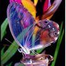 Mariposa De Cristal profil fotoğrafı