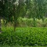Фото профиля Bankhai#Rayong