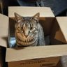 ねこみやにゃおこ's profile picture