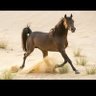 Фото профиля مركز الاحقاف للدراسات والابحاث