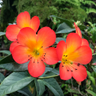 Фото профиля 菊花里有一点红