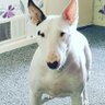 Bully Bonanza profil fotoğrafı