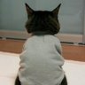 SergiFigaro's profile picture