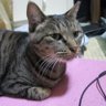 Фото профиля だーく
