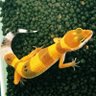 トカゲのペロリ profil fotoğrafı
