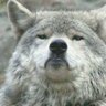 Profilbild von Wilczysko z gór