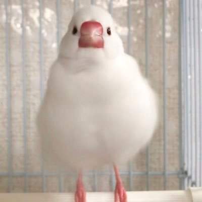 namamiane's profile picture