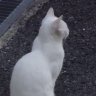 華子's profile picture