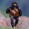 Gbran 5ater profil fotoğrafı