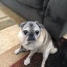 Susan Salvhus's profile picture