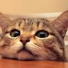 novoyb's profile picture