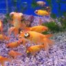 さざんくろす 的头像