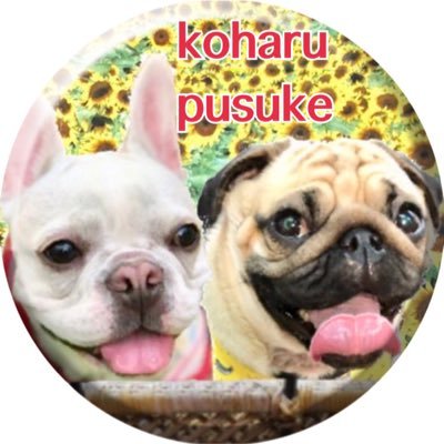 koharutopusuke's profile picture