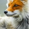 Фото профиля Denys Picard