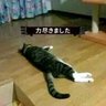 摄影的怪兽's profile picture