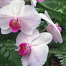 Фото профиля Chrisanthi
