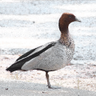 Secular Duck's profile picture