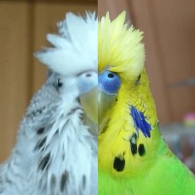 borichang's profile picture