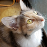 Celestine profil fotoğrafı