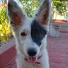 Carlos Cervantes profil fotoฤrafฤฑ
