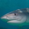 whim-wham whistling shark profil fotoฤrafฤฑ