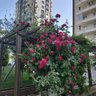 Фото профиля meral vardar