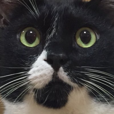nyankatsu49's profile picture