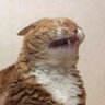 Gato forzado 👁's profile picture