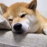 x-gan's profile picture