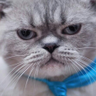yasukioo's profile picture