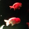 窓の金魚 的头像