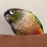 Navii's profile picture