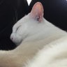 cat 的头像