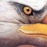 @El Curioso's profile picture