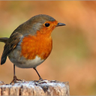 Rotkehlchen profil fotoğrafı