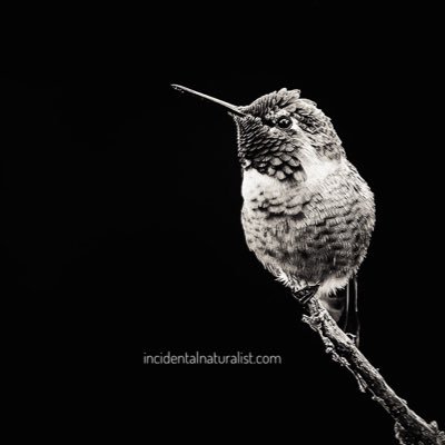 incidental naturalist's profile picture