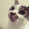 なべ profil fotoğrafı